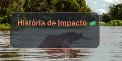 Onda De Calor Na Amazônia Mata 275 Golfinhos